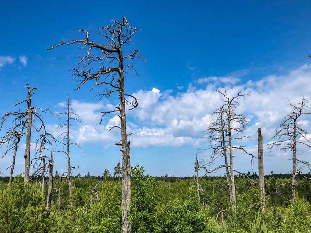 Old trees in forest fire area of Tyresta