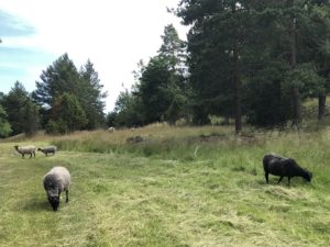 Sheep grazing in a field