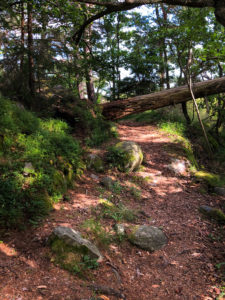 Most difficult trail at Björnö, a tree blocking the path