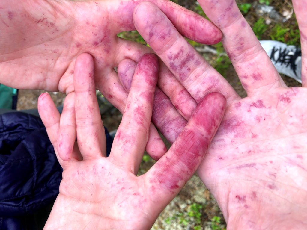 Blueberry stained hands